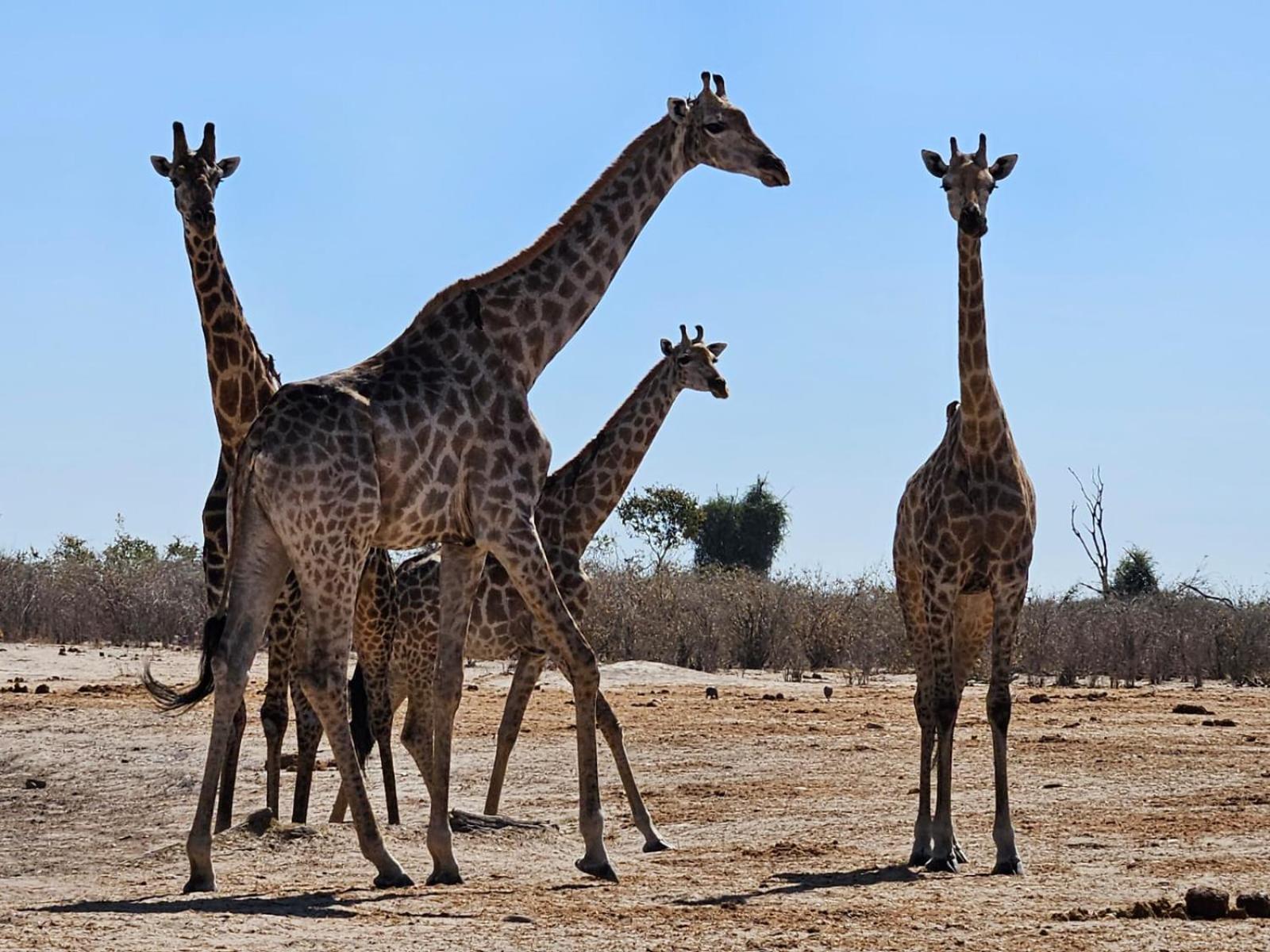 Xhabe Safari Lodge Chobe Muchenje Экстерьер фото